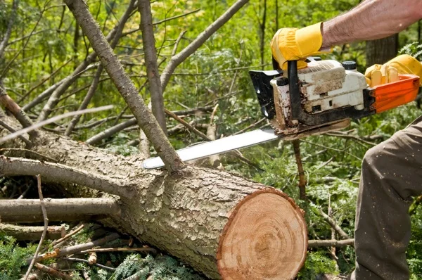 Our tree service at work in Palo Alto, CA