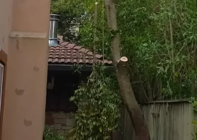 Tree Company
