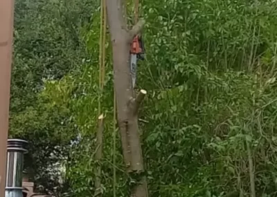 Tree Expert