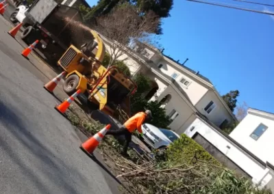 Tree Maintenance