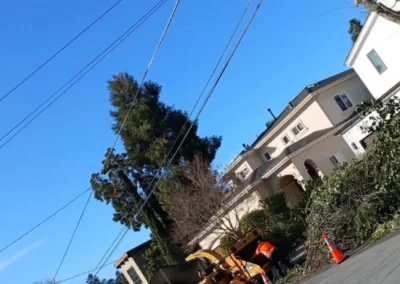Tree Service