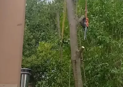 Tree Specialist